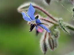 Passiflora, known also as the passion flowers or passion vines, is a genus of about 550 species of flowering plants, the type genus of the family passifloraceae. Six Edible Flowers You Can Find In The Garden Abc None Australian Broadcasting Corporation