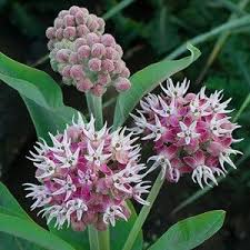 Asclepias Speciosa Showy Milkweed Seed Balls Milkweed Seeds Seed Balls Milkweed Plant