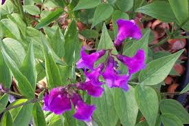 Image result for Lathyrus