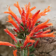 Image result for Dicliptera pumila