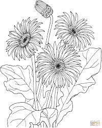 Gerbera Coloring Page Supercoloring Com Flower Coloring Pages Coloring Pages For Teenagers Coloring Pages