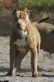 Champagne Pitbull Dogs And Puppies Pitbulls Animals