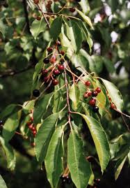 Image result for Prunus serotina