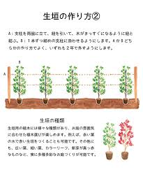 イヌツゲ 生垣販売 植木買うならグリーンロケット