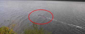 She is the first vessel on loch ness to be fitted with down scanning sonar imaging to see the shapes of underwater targets. There S A New Photo Circulating Of The Loch Ness Monster But Guess What
