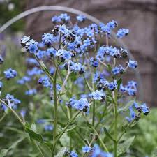 We did not find results for: Chinese Forget Me Not Seeds For Sale At Renaissance Farms