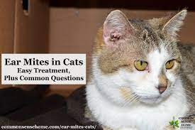 I need someone or some advice from people that have tried using olive oil to clear out ear mites. Ear Mites In Cats Easy Treatment Plus Common Questions