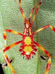 Image result for Terminalia macroptera