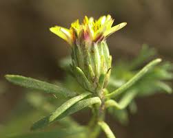 Image result for Nesaea linearis