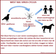 West nile virus (wnv) can cause neurological disease and death in people. Ruiteren Mennen