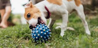 Welcome to candlin pet hospital in madison, wi. 16 Best Madison Dog Boarding Facilities Expertise Com
