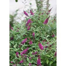 Proven Winners 1 Gal Miss Molly Butterfly Bush Buddleia Live Shrub In Deep Pink Flowers Budprc1166101 The Home Depot In 2021 Drought Tolerant Perennials Butterfly Bush Low Water Gardening