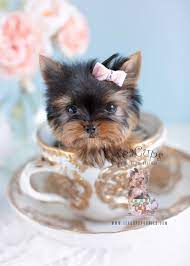 We have yorkies, toy poodles, maltese, maltipoos, yorkipoos and morkies. Cute Yorkie Puppies Florida Teacup Puppies Boutique