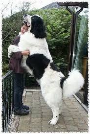 A Black And White Landseer Dog Is Jumped Up With Its Front Paws Around The Arms Of A Smiling Person Outside On A Porch The Dog Is T Huge Dogs Big