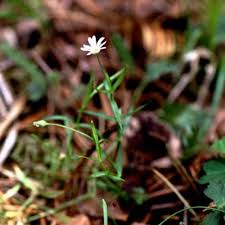 Image result for Stellaria