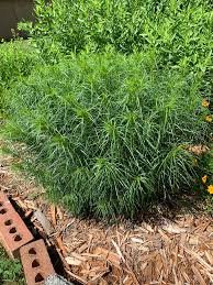 Image result for Vernonia ituriensis