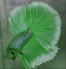 Pin On In A Fish Bowl