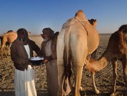 In this article, we will be writing about the health benefits of camel milk. Camel Milk Benefits In Islam In Urdu Oontni K Doodh K Fayde Al Safa Dawakhana