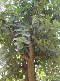 Image result for Cordia pilosissima