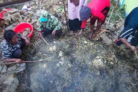 Lamar lowongan ini dengan mudah. Menyatukan Budaya Dan Agama Muslim Wamena Gelar Tradisi Bakar Batu Halaman All Kompas Com