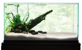 Click This Image To Show The Full Size Version In 2020 Aquascape Fish Tank Low Tech