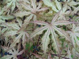 They also have many different shapes, including the upright form and showy foliage of the amber ghost japanese maple adds stunning color to a front yard or backyard garden border. Blue Horizon Nursery
