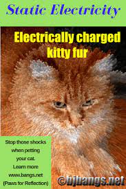 11 Safe Ways To Keep Your Cat Free Of Static Electricity Paws News For Cat Lovers