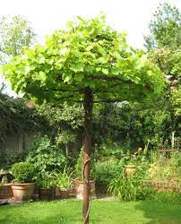The Vine Tree Dream Garden Plants Wisteria Trellis