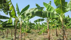 Apart from the fungal disease, the viral disease such as banana bunchy top virus is a big problem in. Devastating Banana Disease May Have Reached Latin America Could Drive Up Global Prices Science Aaas