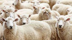 lots of sheep sheep animals animal photo