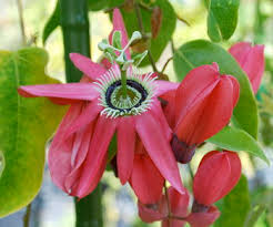 Image result for Faurea racemosa