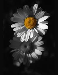 We did not find results for: Black And White Pictures Of Flowers To Color Sinhala21 Blogspot Com