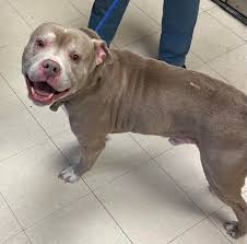 Found dog off Stonebridge Trail in Havelock