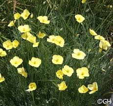 Image result for Eschscholzia