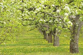 Tree has upright to spreading growth habit. Cross Pollination Pear Trees Which Pear Trees Pollinate Each Other