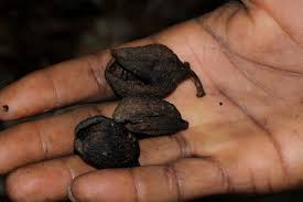 Image result for Inhambanella henriquesii