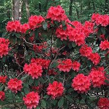 Rhododendron Catawbiense Nova Zembla Nova Zembla Rhododendron From Greenleaf Nursery Plants Rhododendron Gardening For Kids