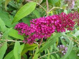 Image result for Komule střídavolisté