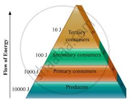 We did not find results for: Define An Ecosystem Draw A Block Diagram To Show The Flow Of Energy In An Ecosystem Science Shaalaa Com
