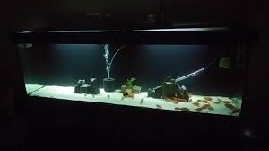 Tropheus Akvaryum Dekor Arka Fon Siyah Boya Youtube