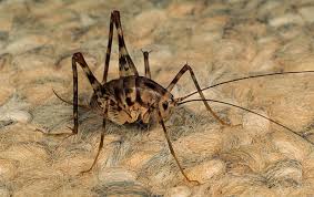 Mealworm larvae, crickets and locusts also compare favourably to pigs in ammonia emissions, as shown in figure 5.4 (about a tenfold difference) (oonincx et al., 2010). Learn More About Camel Crickets And House Crickets