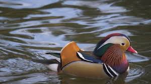 Check spelling or type a new query. Mandarin Duck Stock Video Footage 4k And Hd Video Clips Shutterstock