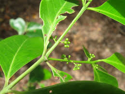 Image result for Pleurostylia