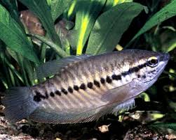 Selain itu, ruang atau ukuran akuarium juga sebaiknya besar. Cara Budidaya Dan Analisa Ikan Sepat Bisnis Yang Menguntungkan