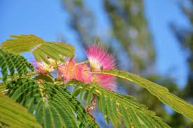 Image result for Albizia forbesii