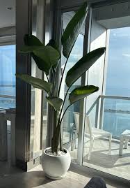 Image result for Strelitzia nicolai