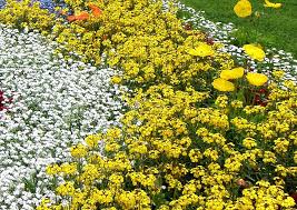 Check spelling or type a new query. Goldlack Pflanzen Wir Brauchen Wieder Duftgarten