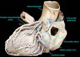 For more anatomy content please follow us and visit our website: 2 1 Thorax Ross University Anatomy Instructional Site