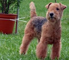 Confident and brave, it needs unyielding training like all dogs, a lakeland's housebreaking success is very much a function of how the puppy was raised. Lakeland Terrier Breeders Puppies And Breed Information Dogs Australia