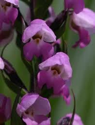 Image result for Brachycorythis buchananii